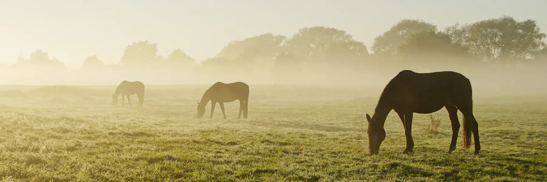 Drei Pferde grasen im Morgennebel auf einer Weide